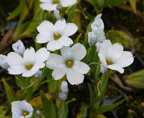 Sisyrinchium_iceberg.jpg