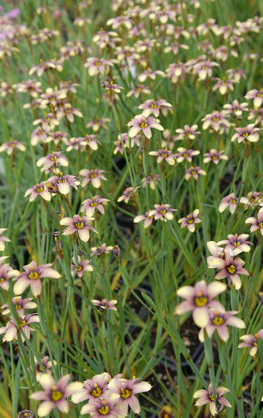 /Sisyrinchium_nudicaule.jpg