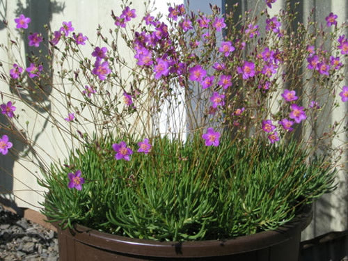/Talinum_calycinum.jpg