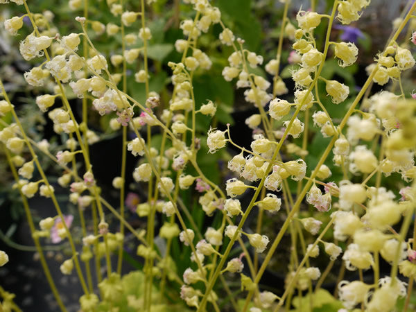 /Tellima_grandiflora.jpg