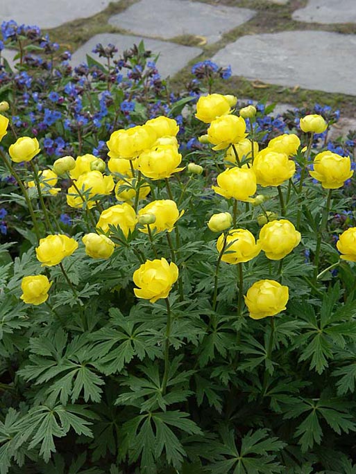 Trollius_x_cultorum_lemon_queen.jpg