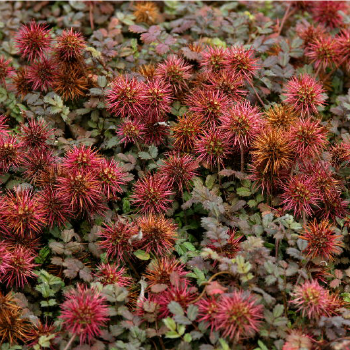 Acaena_microphylla_Kupferteppich