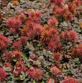 Acaena_microphylla_Kupferteppich