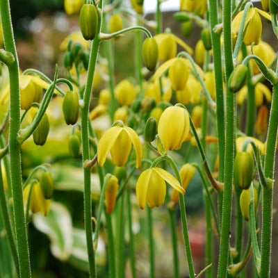 Albuca_shawii