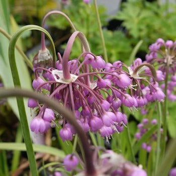 Allium_cernuum