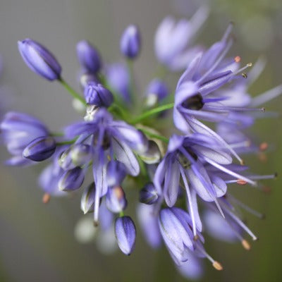 Allium_cyaneum