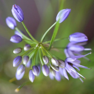Allium_cyaneum