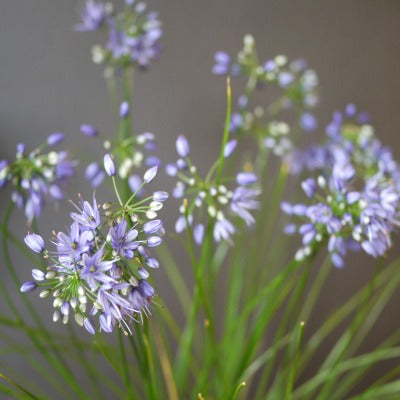 Allium_cyaneum