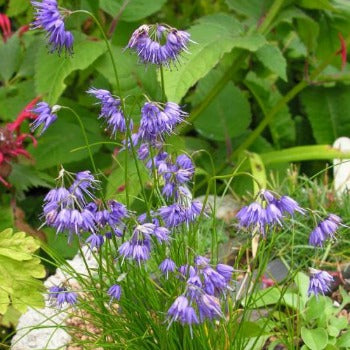 Allium_cyaneum