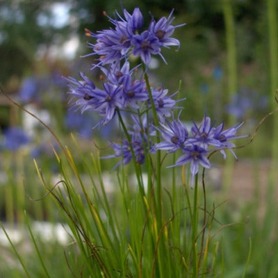 Allium_cyaneum