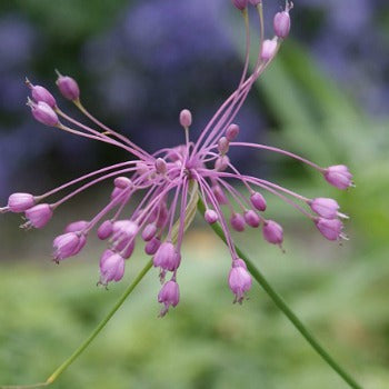 Allium_huber_morathii