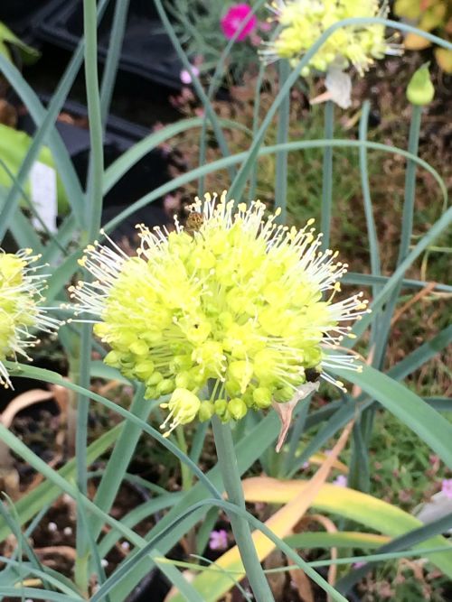 Allium_obliquum
