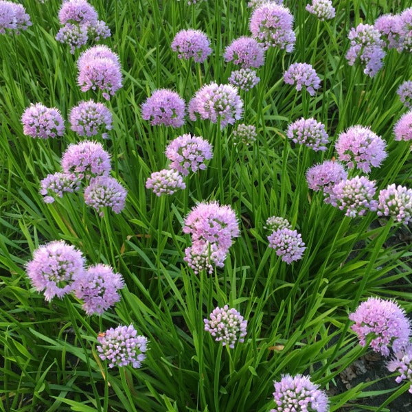 Allium Summer Beauty