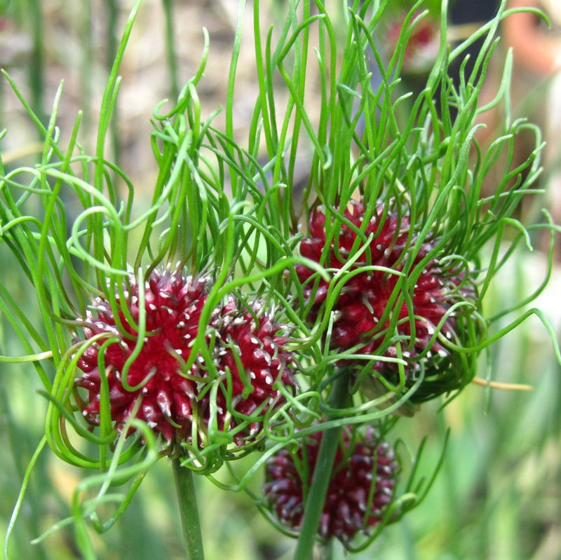 Allium_vineale_Hair