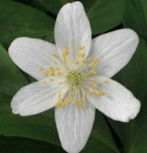 Anemone_nemorosa_lychette