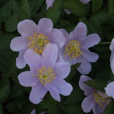 Anemone_nemorosa_Bowles_Purple