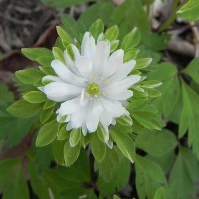 Anemone_nemorosa_bracteata_pleniflora