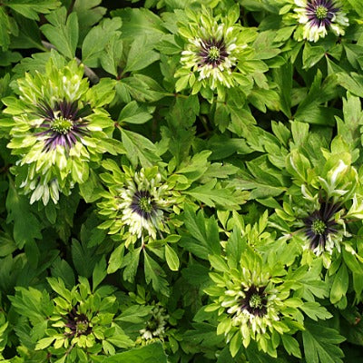 Anemone nemorosa Frenzy