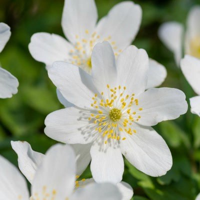 Anemone_nemorosa_lychette