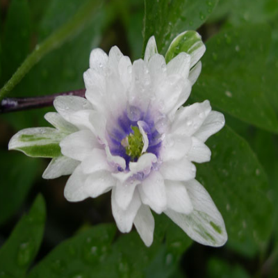 Anemone_nemorosa_Blue_Eyes