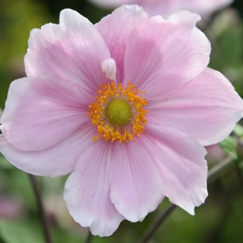 Anemone_x_hybrida_elegans