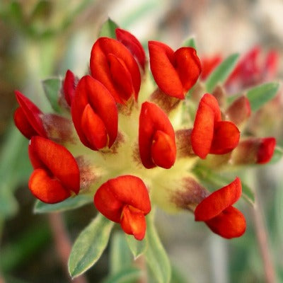 Anthylis_vulneriana_coccinea