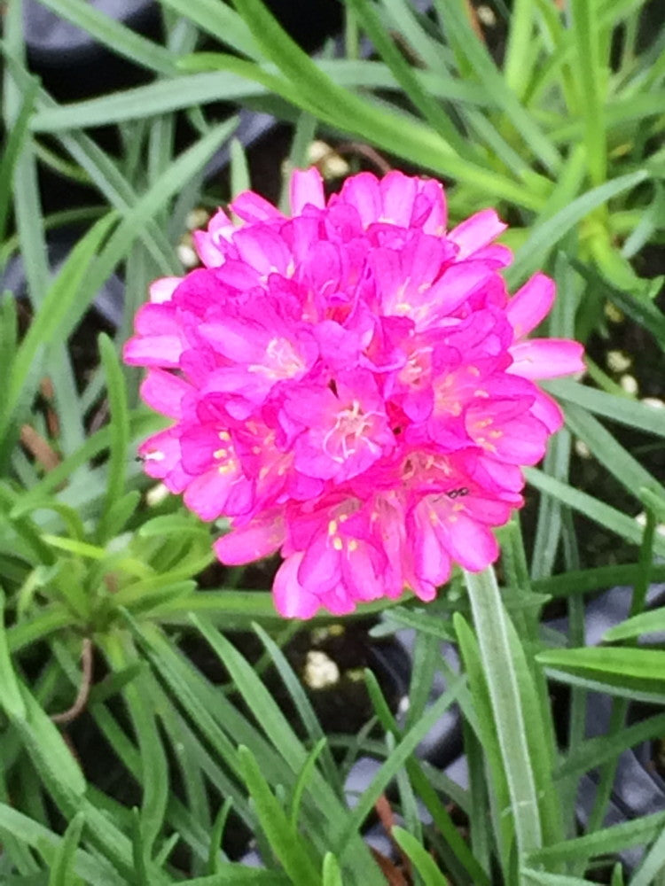 Armeria maritima Dusseldorf Pride
