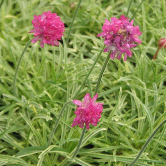 Armeria maritima Nifty Thrifty
