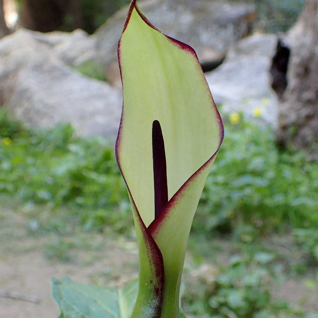 Arum hygrophyllum