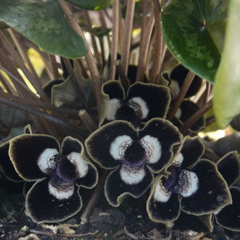 Asarum_maximum