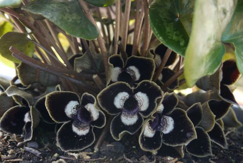 Asarum_maximum