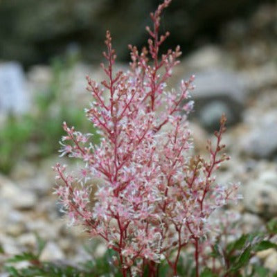 Astilbe_glaberima_saxitillis_candy_floss