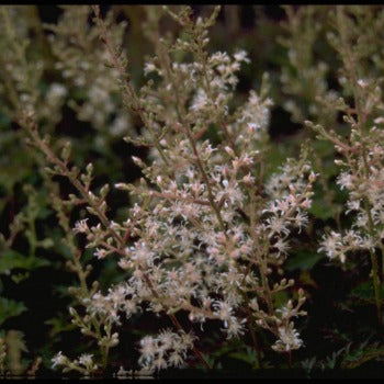 Astilbe_glaberima_saxitillis_candy_floss