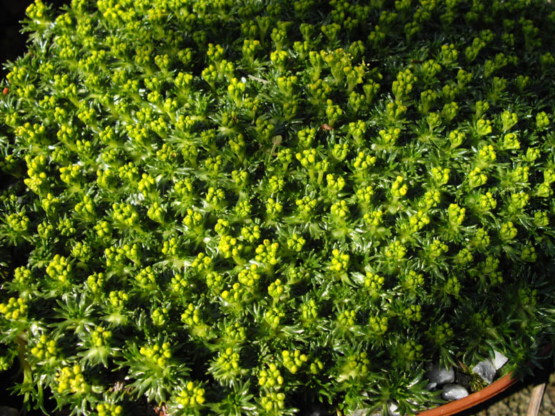 Azorella trifurcata nana