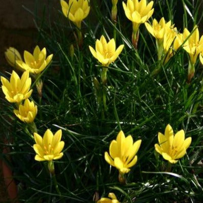 Beauverdia_sellowianum