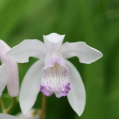 Bletilla_striata_Sweet_Lips