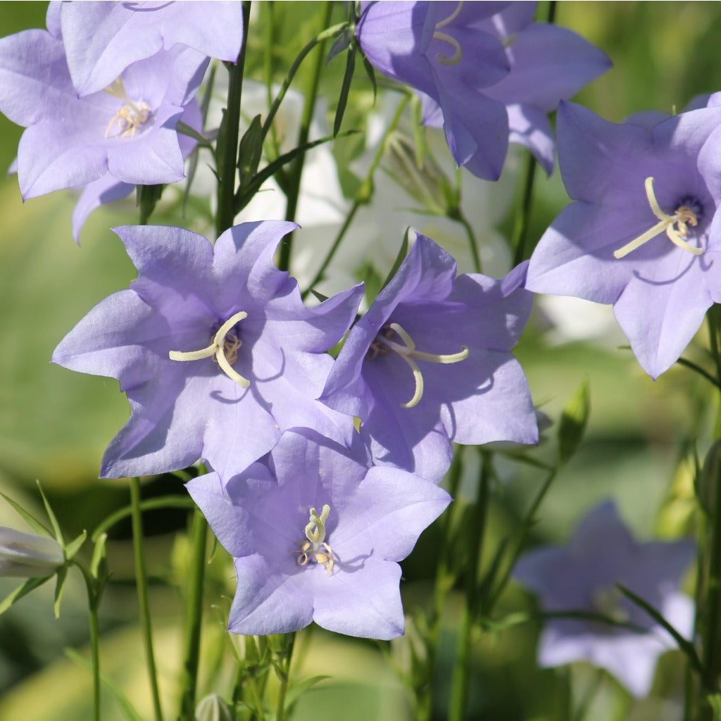 Campanula persicifolia