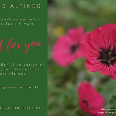Border Alpines Gift Voucher