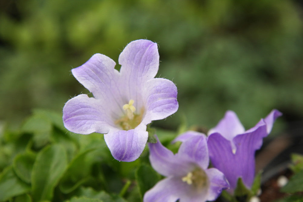 Campanula chamissonis 'Superba' (C. pilosa 'Superba')
