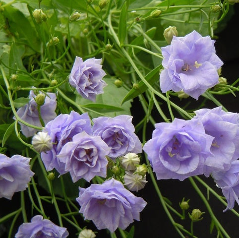 Campanula Summer Pearl