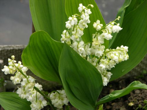 Convallaria_majalis_prolificans