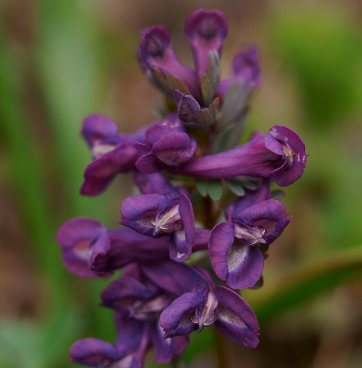 Corydalis Korn's Purple