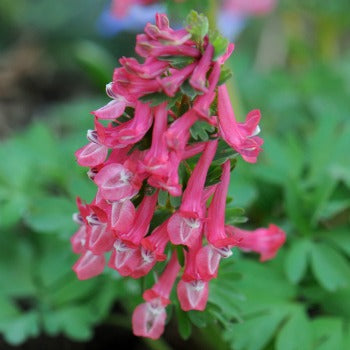 Corydalis_solida_beth_evans.jpg