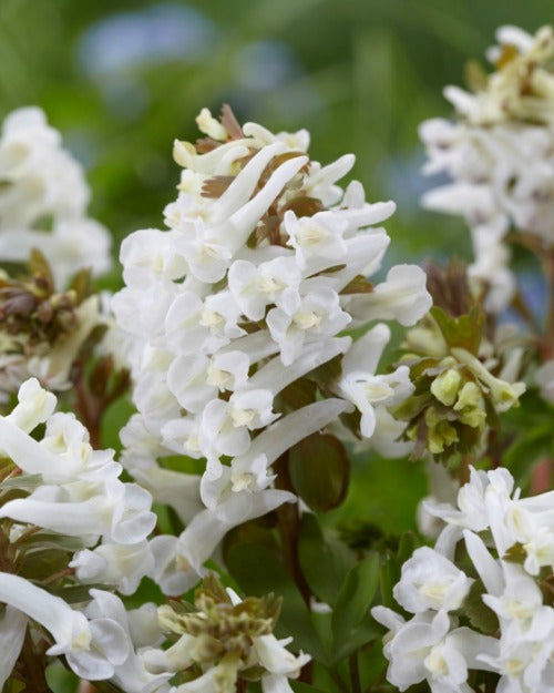 Corydalis_solioda_White_Swallow