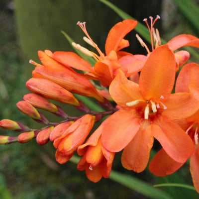 Crocosmia_Okavango