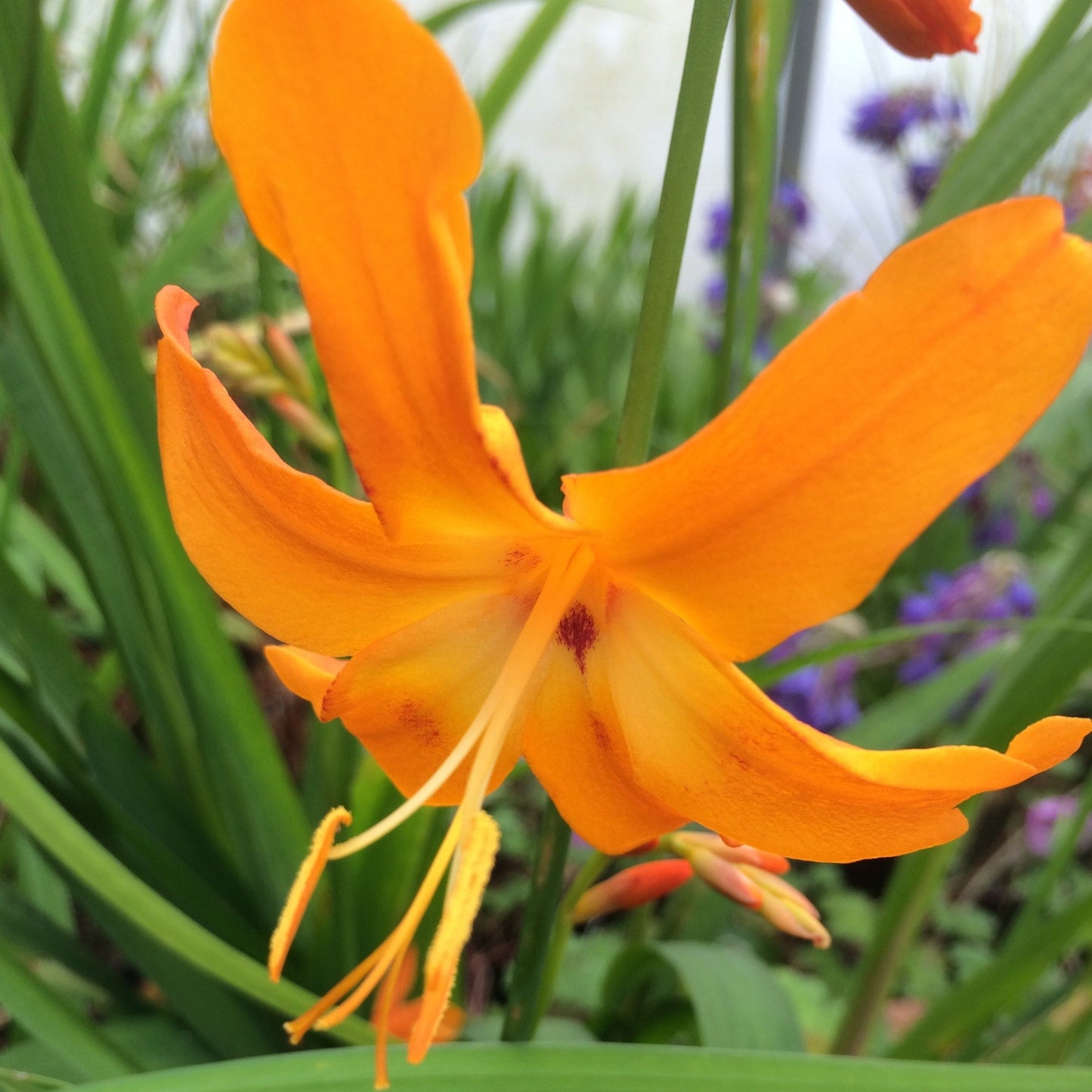 Crocosmia_Star_of_the_East