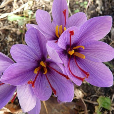 Crocus_sativus
