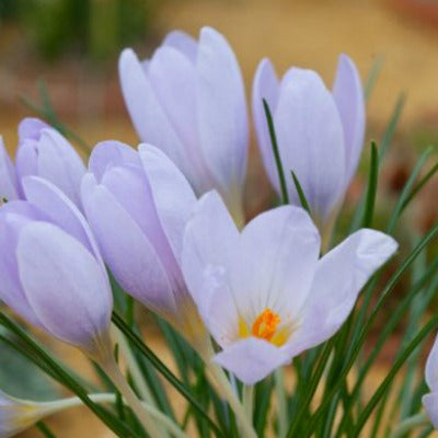 Crocus serotinus salzmanii atropurpureus