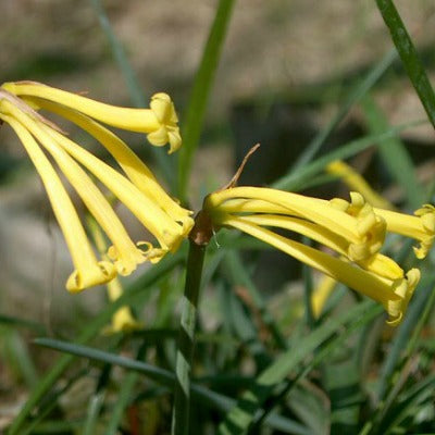 Cyrtanthus_mackenii_var_cooperi