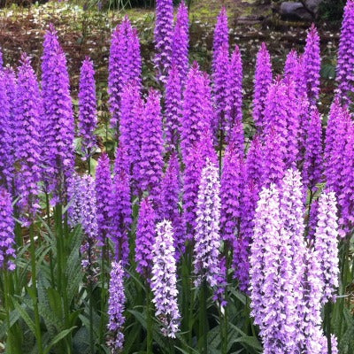 Dactylorhiza hybrids
